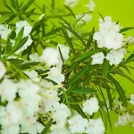 The Lifeco Well-being Detox Center And Vegan Otel 3*
