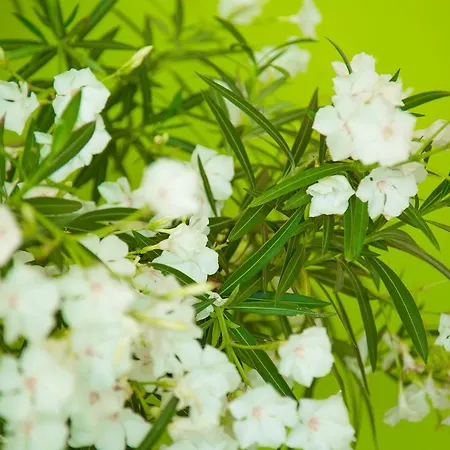 The Lifeco Well-being Detox Center And Vegan Hotel 3*