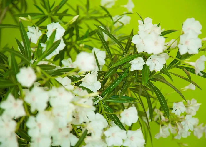 The Lifeco Well-being Detox Center And Vegan Hotel 3*
